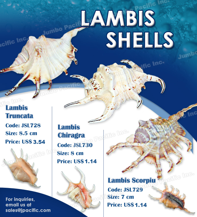 Lambis Shell Polished Seashell Specimen Shell specimen Lambis Truncata, Chiragra and Scorpiu that is used for home shell decoration. These seashells are are cleaned, processed and polished by Jumbo Pacific. Product Code: JSL728 - Lambis Truncata Polished shell specimen. JSL730 - Lambis Chiragra Polished shell specimen. JSL729 - Lambis Scorpiu polished shell specimen.