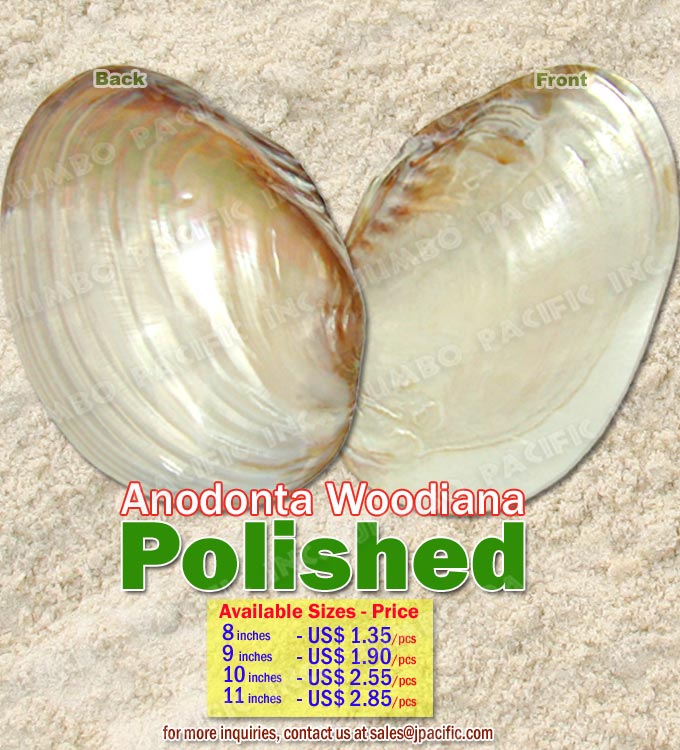 Anodonta Woodiana Shell Polished Anodonta Woodiana Shell Polished, Specimen Shells, Polished Shell, Pearlized Shell,