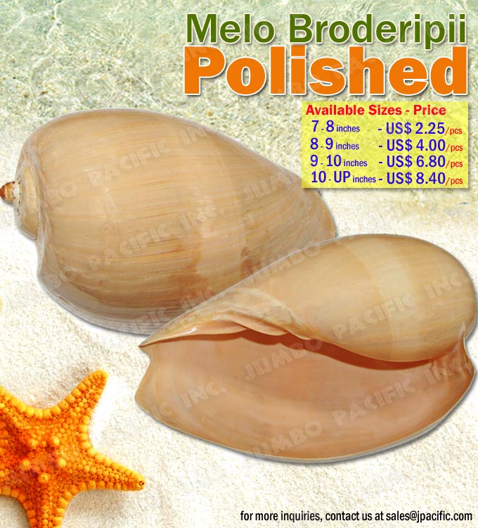 Melo Broderipii Shell Polished Melo Broderipii Shell Polished, Specimen Shells, Polished Shell, Pearlized Shell,