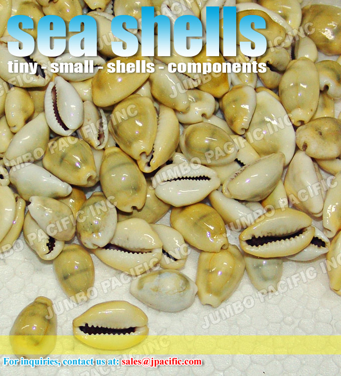 small seashells small seashells